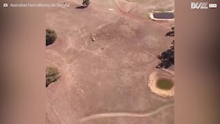 Drone filma i pascoli devastati dalla siccità