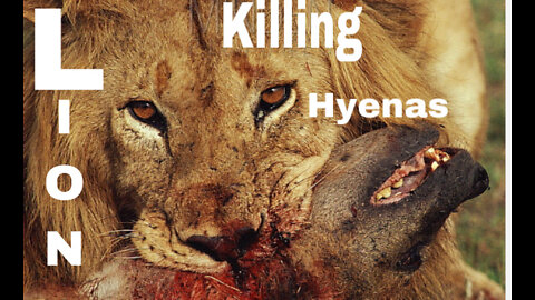 Lions killing hyenas compilation HD (original sound)