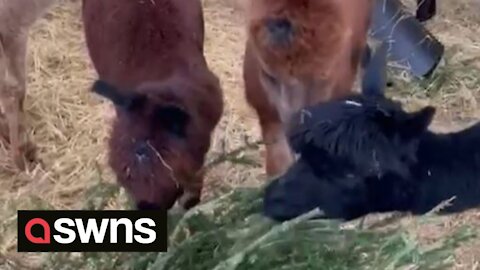 UK farm owner recycles Christmas trees by feeding them to ALPACAS