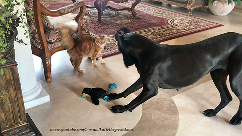 Cat Watches Playful Great Dane Play With Squeaky Toy