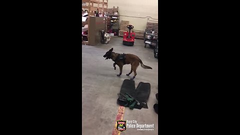 South Dakota police dog not a fan of new snow boots