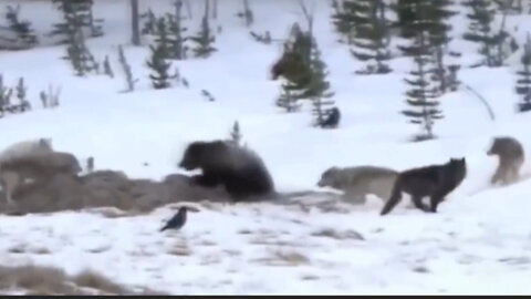 Bloody attack of a pack of wolves on a bear