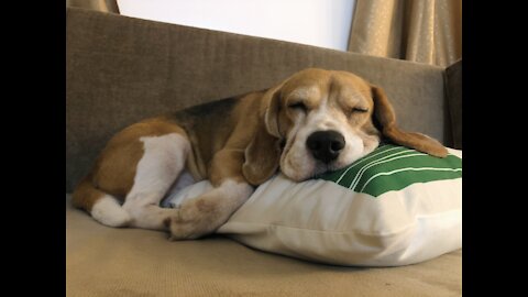 Beagle Tantrum