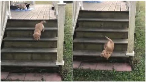 Labrador puppy takes an adorable tumble
