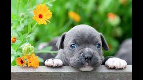 Adorable puppies that are guaranteed to make your day!