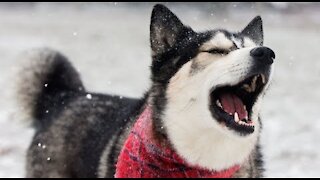 Husky Talks About His First Ever Snow Storm!