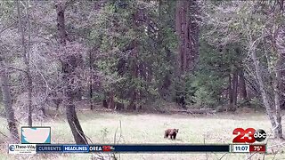 Wildlife sees positive change amid National Park closures