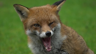 Wild fox uses dog's chew as tug toy