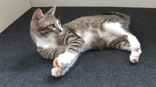 Cute Kitten Plays With a Ball