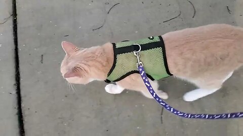 Cat on Leash Carries Lizard All the Way Home