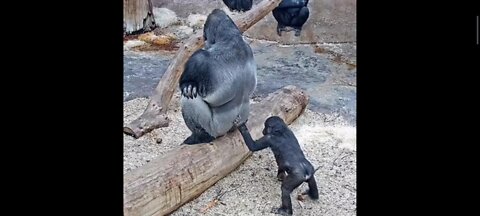 Gorilla funny moment - Don't disturb me - animalden