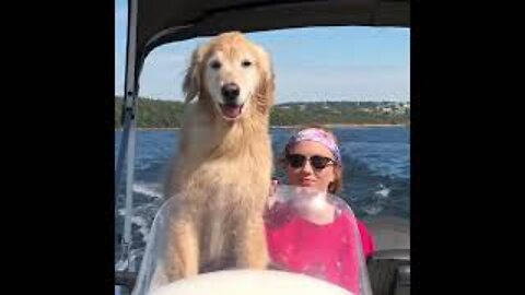 Dog Enjoys Boat Ride