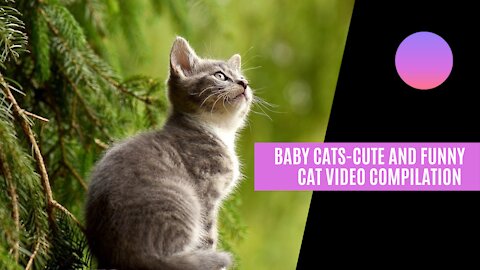 Baby Cats-Cute and Funny Cat Videos Compilation