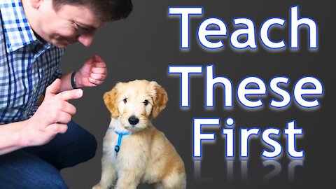 3 Easy Things to Teach your NEW PUPPY! Latest Video 2021