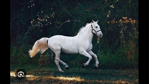 white horse