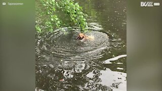 Ce chien rapporte une branche d'arbre par erreur