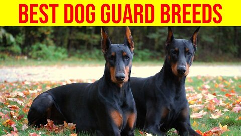These Are Top 10 Guard Dog Breeds For Your Safety & Protection