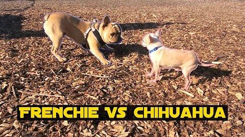 French Bulldog vs Chihuahua Socializing Da Rat