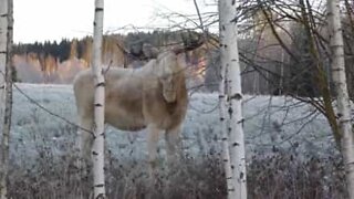 Rare white moose has an appetite for tree branches