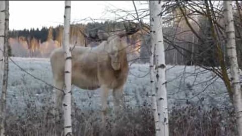 Rare white moose has an appetite for tree branches