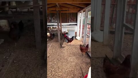 Roosters are so annoying