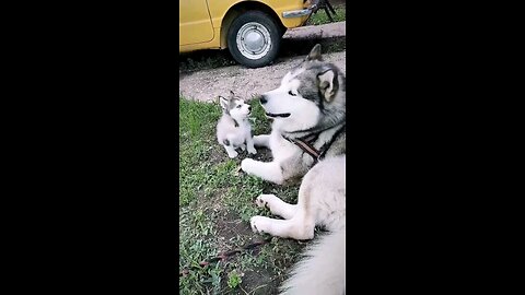 "Wildly Cute: Wolf Pups Playtime! 🐺🐾 | Rumble App Viral Video"