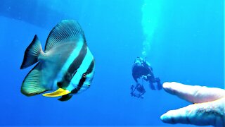 Beautiful and curious fish are very fascinated with scuba diver's fingers
