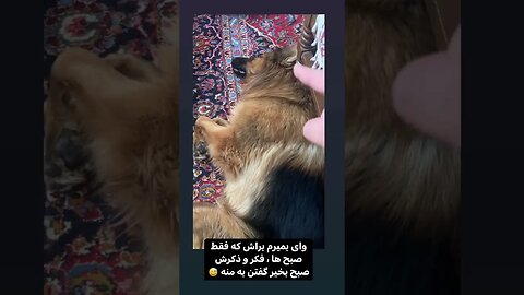 رفتار شناسی سگ آموزش سگ تربیت سگ تیدا و شیلا تیدا خانم سگ باهوش رفتار سگ آموزش تربیت تعلیم سگ باهوش