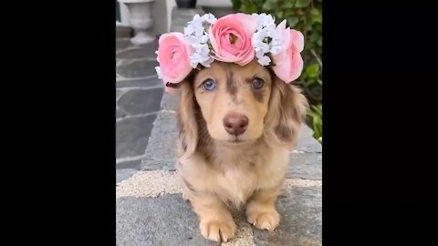 Cute And Funny Little Dachshunds Puppies Compilation 2021: