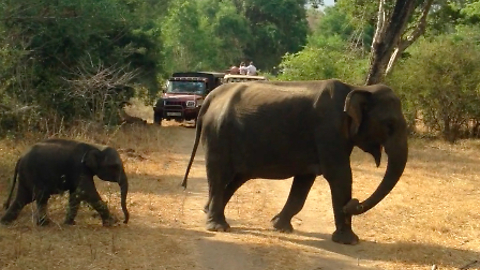 Rush Hour on Safari - Baby Elephant Emerges From The Bush