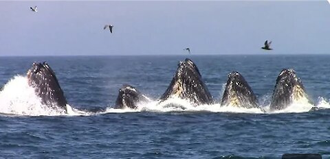 Monterey Bay Whale Watch: A Spectacular Ocean Adventure