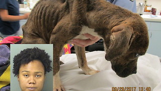 Emaciated puppy rescued in West Palm Beach; woman arrested