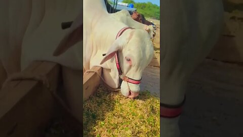 Majestic White Bull's Feeding Frenzy! #cattlefarm #animals #bull