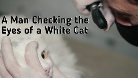 A Man Checking the Eyes of a White Cat