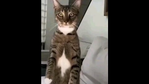 funny pet animal 🤣🤣 interesting video