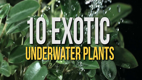 10 Exotic Underwater Plants
