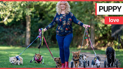 Woman dubbed 'miracle worker' after getting paralysed pooches walking again