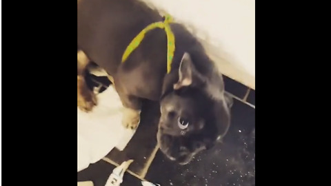 Puppy Makes Gigantic Mess After Being Left Alone