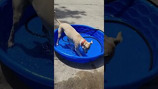 My Rescue Dog Has Fun in Pool. For A Laugh Wait Until The End 😂