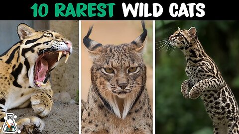 10 Most Powerful Wild Cats on Earth