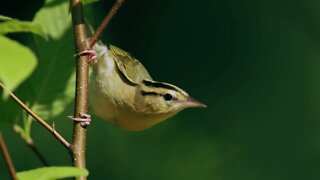 Forest birds for 5 hoursㅣRelax, Sleep, Insomnia, Study