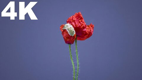 Timelapse - Flower Blooming (4K 60FPS)