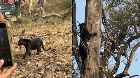 Very Rare Black Panther Climb On Tree