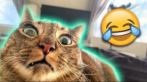 Funny Animal Video