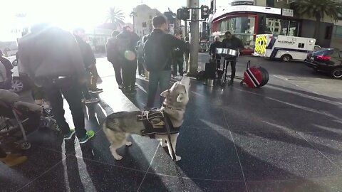Cute siberian husky howling at performers steal the show