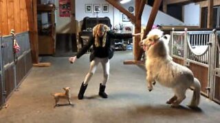 Animal trainer trains pony and Chihuahua at the same time