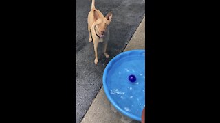 Puppy chases hose for just one more drink!