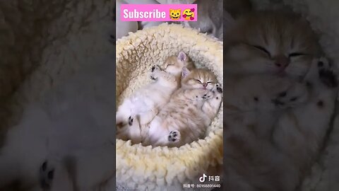 Get ready So Cutest Cat Baby! in home * 🥰😽|| #shortsfeed #youtubepets #catvideos