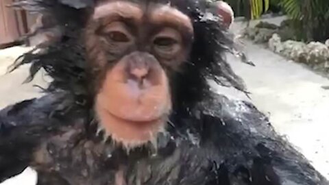 Orangutan Taking Shower