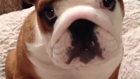 Adorable Bulldog Puppy Cannot Get Enough Of His New Comfy Bed